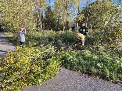 Wycinka drzew przed uroczystością Wszystkich Świętych
